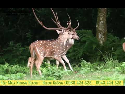 Video Hươu sao giao phối 