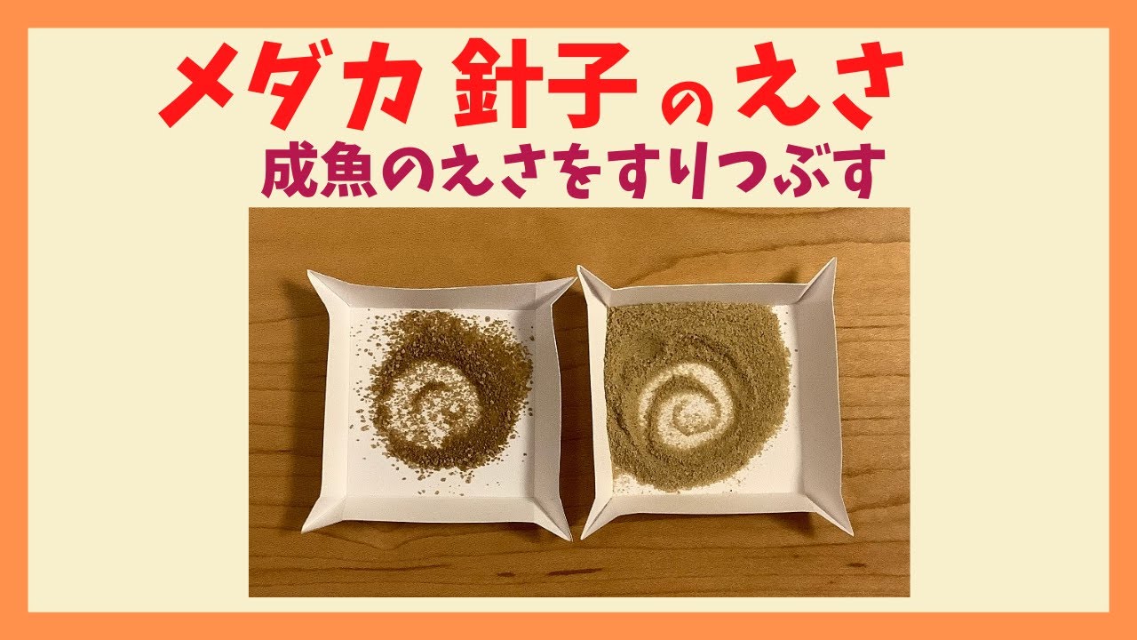 メダカの針子の餌 成魚の餌をすりつぶしてみた 100均の餌入れもご紹介 - YouTube