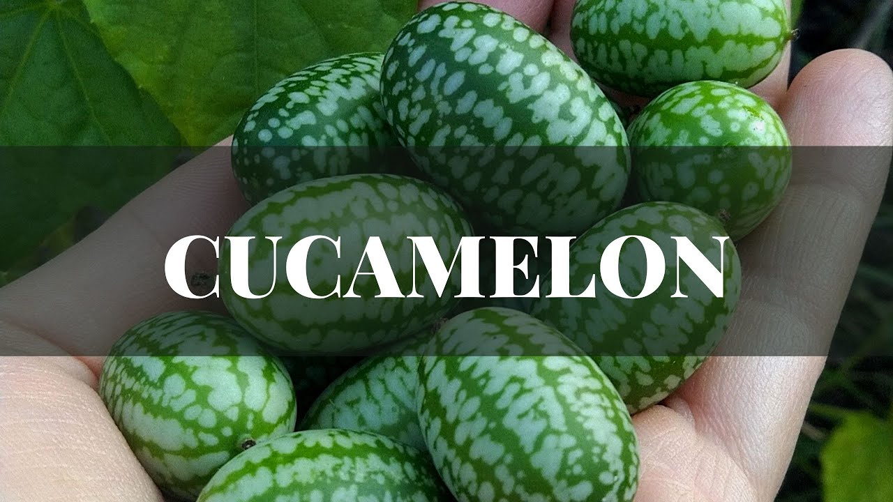 Cucamelon - okurka bez plísně