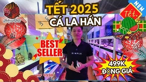 🎉 Đón Năm Mới - Cá La Hán Rồng Thái Châu Đỏ Tuyển Đẹp, Đồng Giá 499K - Tri Ân Khách Hàng Saigon Fish