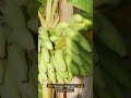 Did You Know Bananas Are Radioactive? #shorts