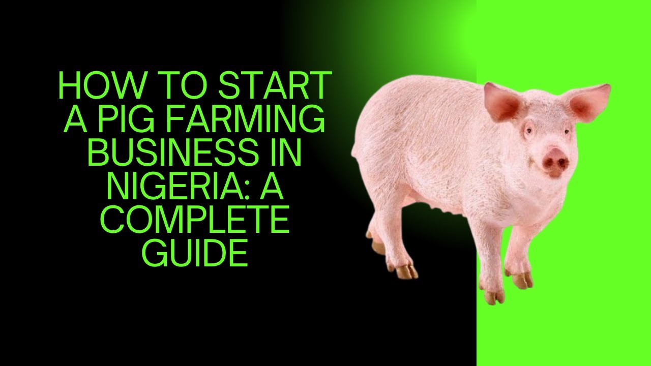 How to Start a Pig Farming Business in Nigeria: A Complete Guide