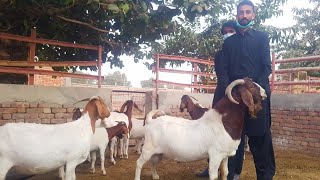 Boer Goat Farming in Pakistan|Complete Documentary
