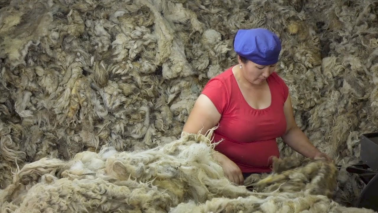 Helping the wool and cashmere business thrive in Mongolia YouTube