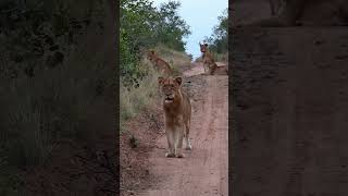 Lions getting ready to hunt #lions  #reel #short #shortsmitmarietta  #hunt