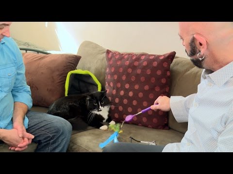 How to Keep a Cat Happy in Small Spaces | My Cat From Hell