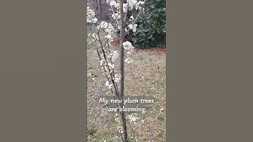 Thumbnail of Little Plum Trees in Bloom #spring #springblooms
