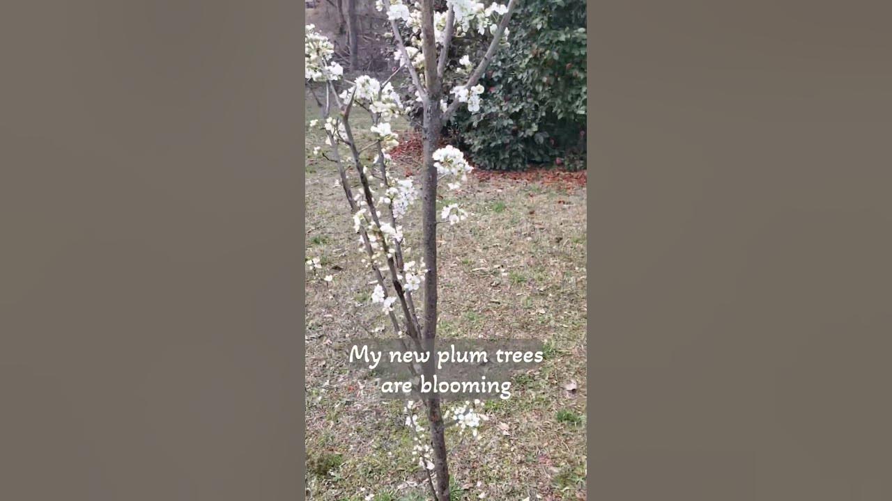 Little Plum Trees in Bloom #spring #springblooms