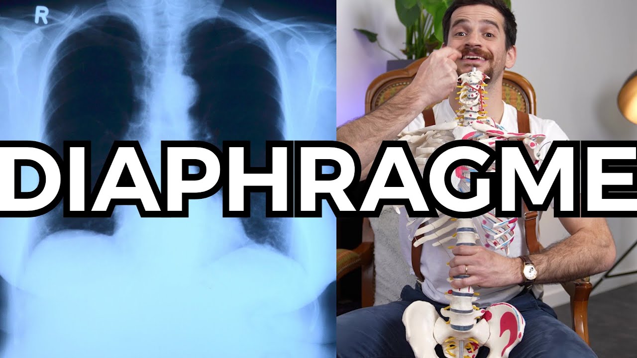Les secrets du diaphragme (enfin) dévoilés !