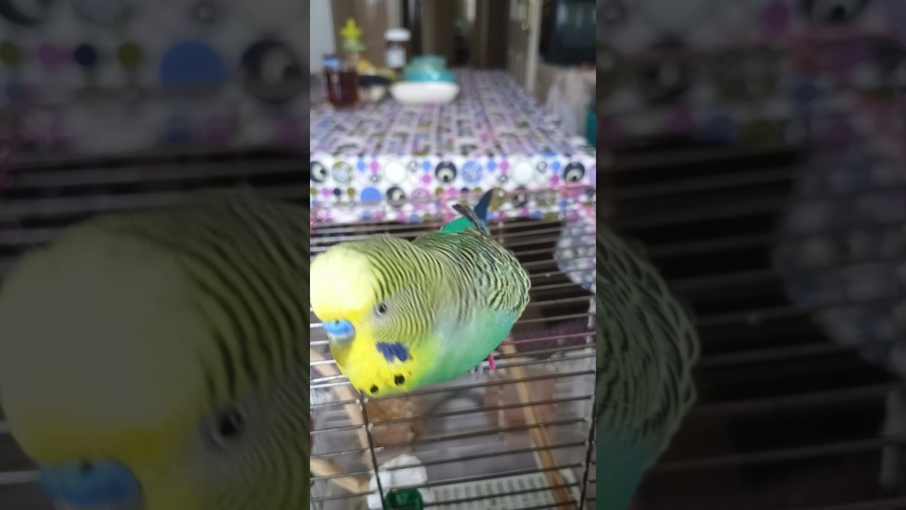 Dans #birds #birds #talkingparot #budgies #blackfacebudgie #parrot #parakeet #birdsong #cute