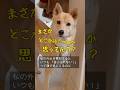 #そんな日もある#行ってきます#塩対応#まゆげのある犬#保護犬と暮らす