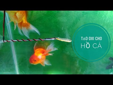 Video Hướng dẫn Làm Máy Tạo Oxi Cho Bể Cá - Không Cần Motor - youtube