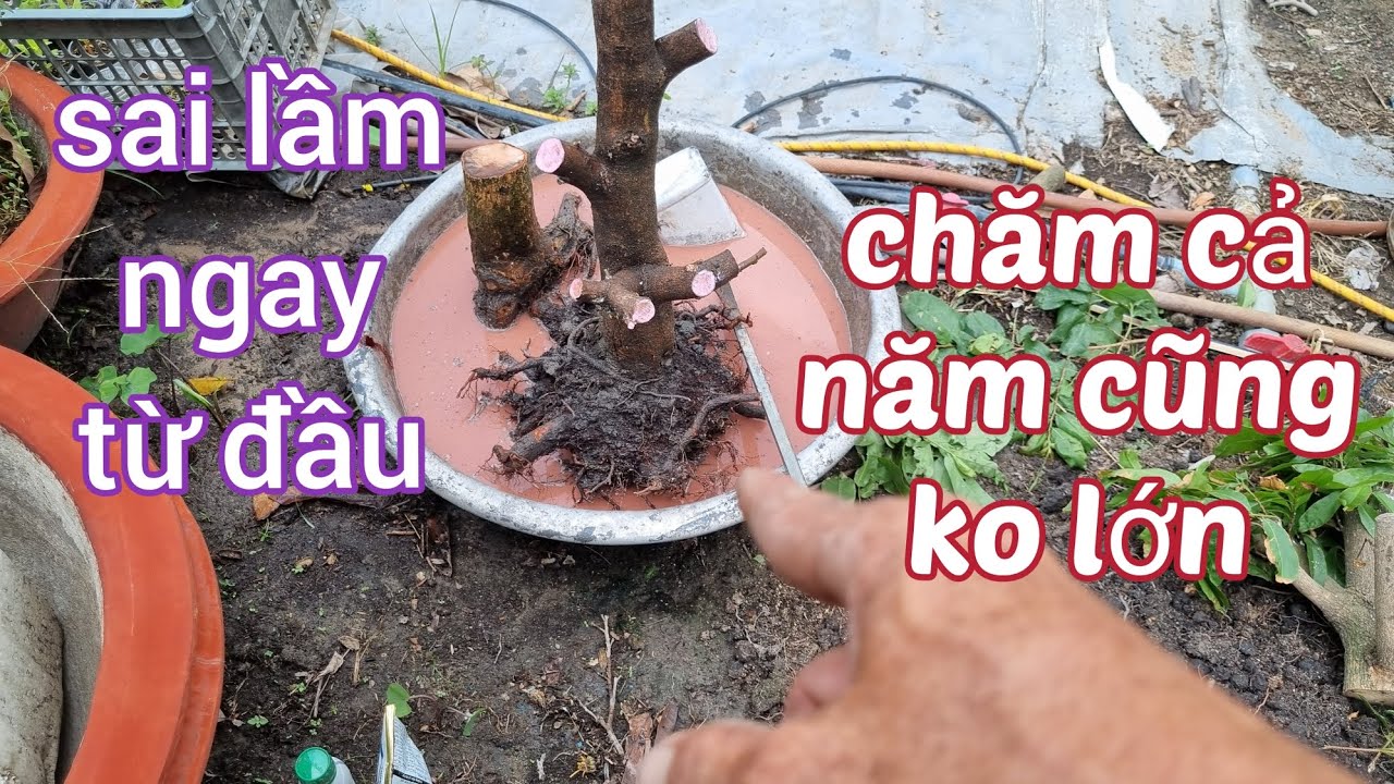 Những sai lầm dẫn đến cây mai bị suy , ko phát triển 0988063918