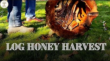 CEDAR LOG HONEY HARVEST