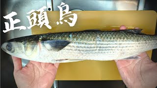 試試看烏魚生魚片好吃嗎?