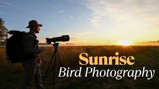 Sunrise Bird Photography in the Grasslands | Warblers and Sparrows | Nikon Z9