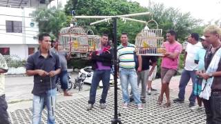 Concurso De Canarios Cdanestre  Cartagena