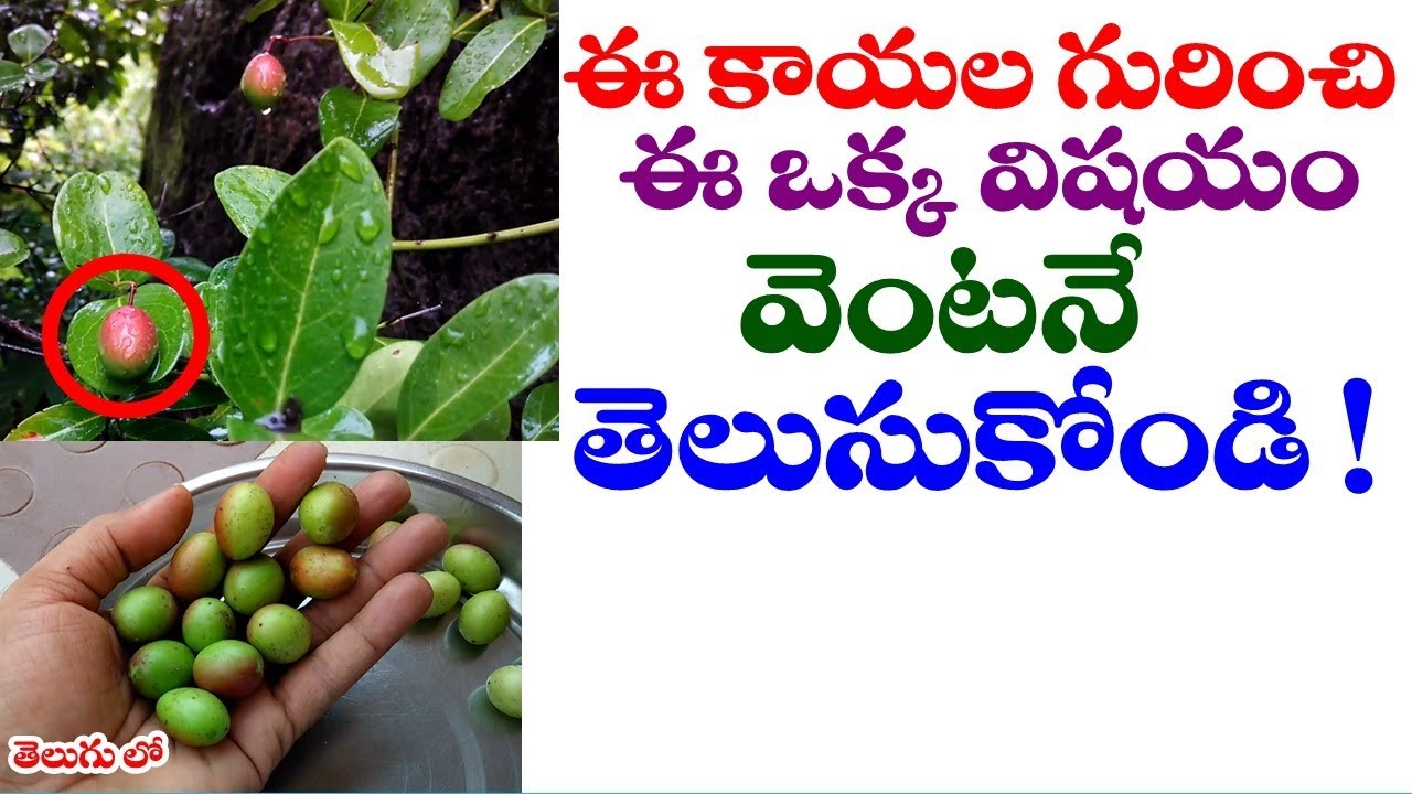 ఈ కాయల గురించి ఈ ఒక్క విషయం తెలుసుకోండి Karanda fruit health benefits