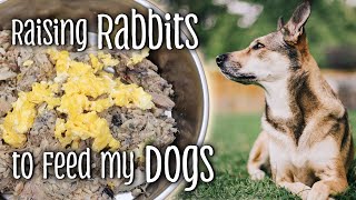 Raising RABBITS to feed my DOGS  NRC Balanced dog food  Feeding dogs naturally