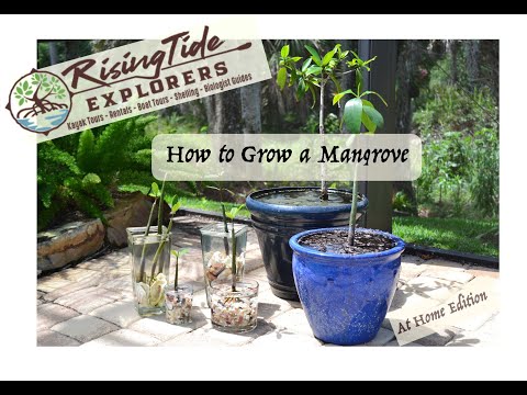 How to grow your own Mangrove