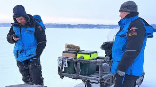 Судак и Берш на виб и блесну с тюлькой. Зимняя рыбалка в глухозимье.