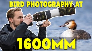 Bird Photography Using The RF 2x Extender & RF 200800mm | UK Bird Photography