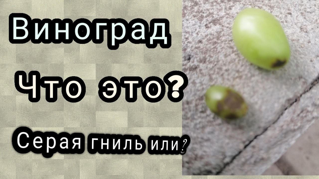 пятна на ягоде винограда. что это- серая гниль или солнечный ожог?26,0723