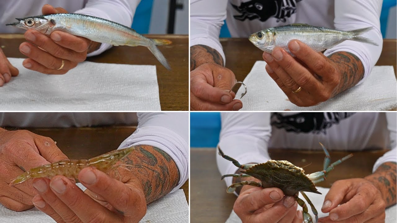 Como Encarnar Carnadas Camaron Jaiba Sardina Ballyhoo o Escribano