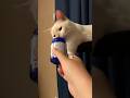Fart to the pussy#cat #funny #cats #for #foryou #fyp #funnyvideo #animal #animalsoftiktok #usa #pets