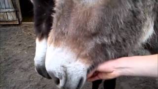 Talking Donkey screenshot 2