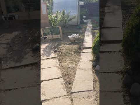 Всё молодцы #winterbirds #goose #birds #животные #юмор #winter #animals #funny