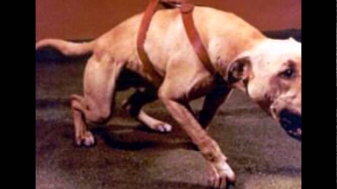american pitbull terrier game bred bloodlines learn the history of original american pit bull terriers youtube american pitbull terrier game bred bloodlines learn the history of original american pit bull terriers youtube