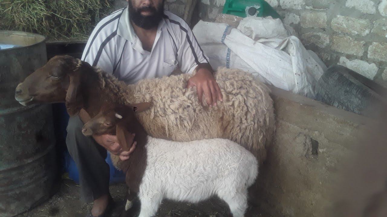 اسس اختيار النعاج الوالده لانشاء قطيع امهات