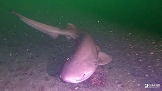 Shark swims towards group of divers in B.C.'s Howe Sound