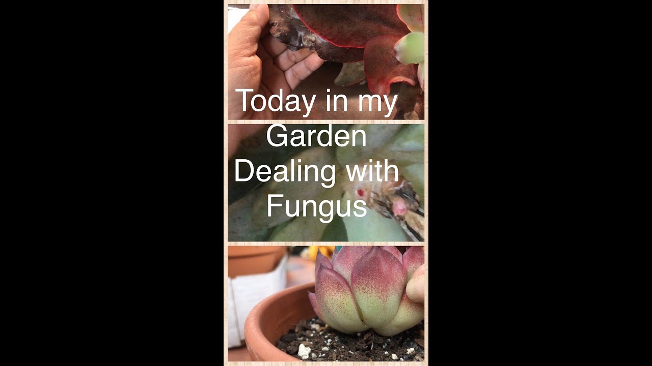 TODAY IN MY GARDEN EP. 8:  DEALING WITH FUNGI AND BONUS UPDATE ON KOREAN SUCCULENTS