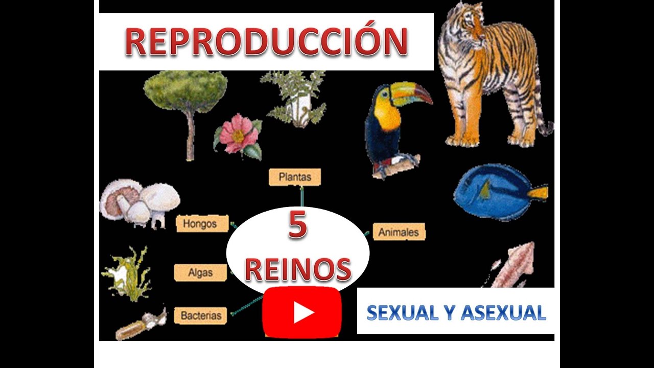 REPRODUCCIÓN EN LOS 5 REINOS (Biologia)