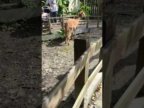 羊駝出現和小朋友互動優雅行走！台北市立動物園！
