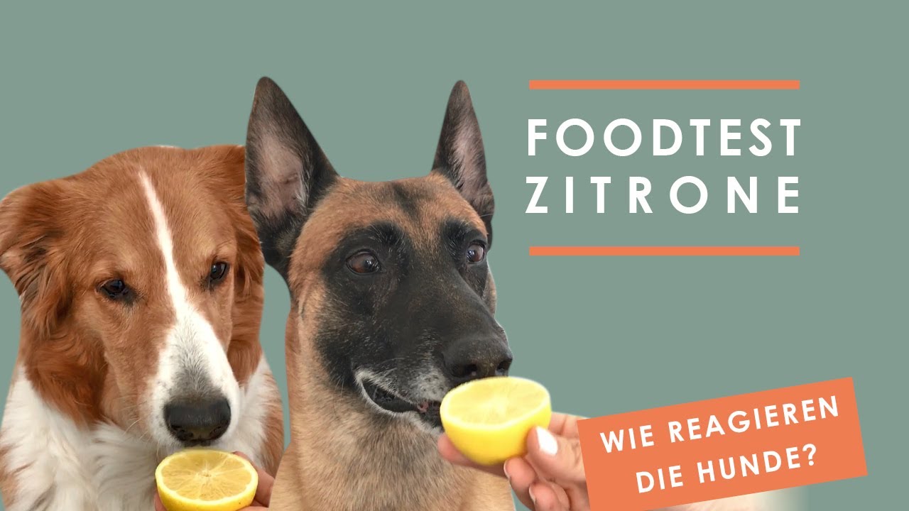 Funny Dogs Hund isst Zitrone Malinois vs. Australian Shepherd