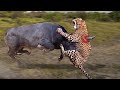 The arrogant Leopard constantly receives fierce attacks from the Buffalo herd | Wild Animal Attacks