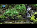 Nightingale Vs Blackbird Birds Call Song Mp3 - Mp4 Download