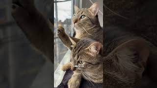 Nunca abandones a quien confió en ti 🐾 #amorcat2024 #gatos #amantesdelosgatos #catlover #cat