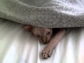 Sphynx cat playing under sheets