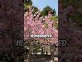 Japan's Cherry Blossom Season Is Overrated #shorts #cherryblossom