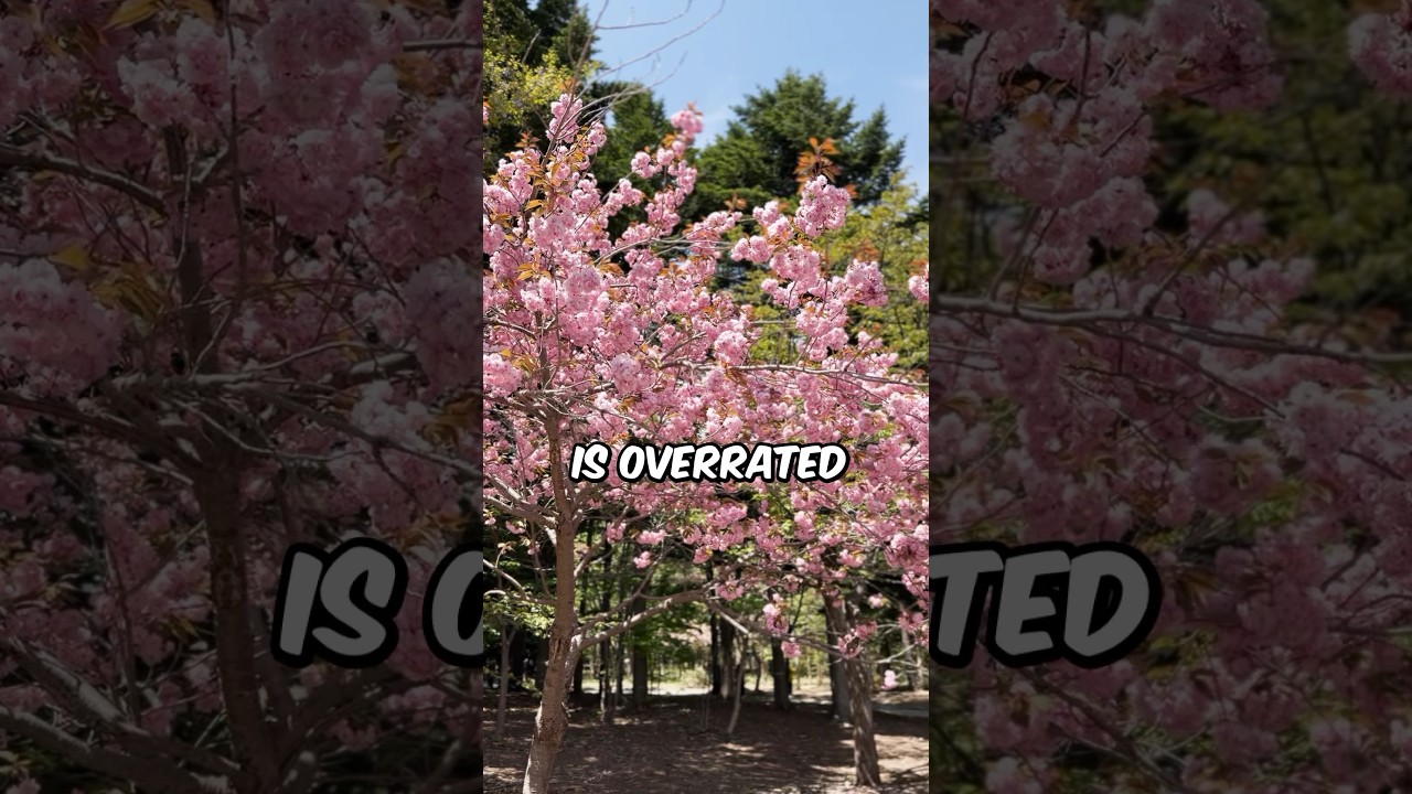 Сезон цветения сакуры в Японии переоценён 