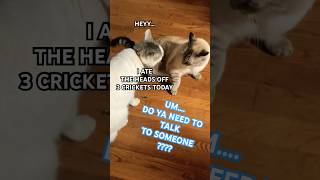 EARS BACK #cat #shortsfeed #catvideos #cute #music #funny #pets #kitten #kitty #funniestvideo #share
