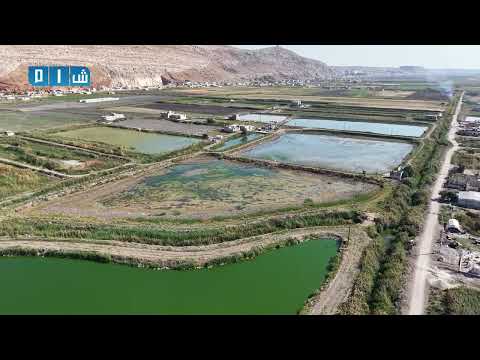 تصوير جوي يوثق مشهدا جماليا لمسامك سهل الغاب