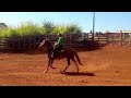 Domo potra mangalarga paulista. fazenda chão quente.