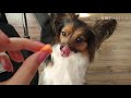 PAPILLON prosi o marchewkę (napisy). CUTE & FUNNY PAPILLON DOG の動画、YouTube動画。
