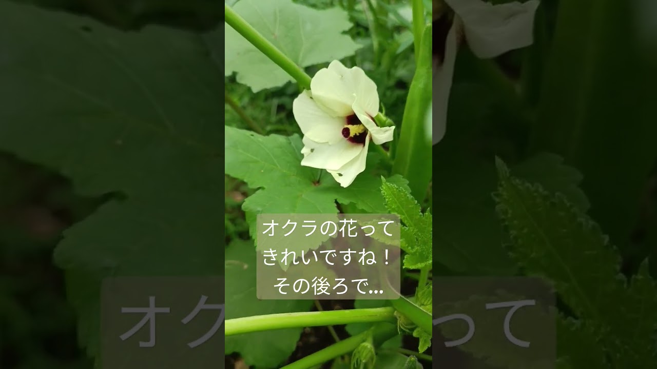 オクラ オクラの花を観察していたら 危うく収穫期を逃すところでした Youtube