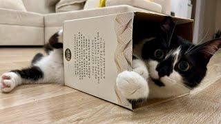 Cat wrestling for the box. 箱の取り合いする猫姉妹、ふわふわモフモフの喧嘩が可愛い